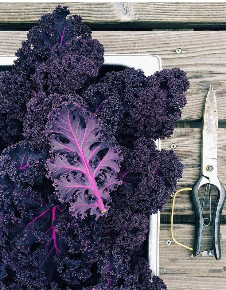 Heartland Harvest Medley: Fresh-Picked Bounty